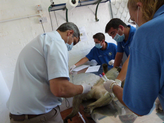 Macaque Team and Vet collecting data while doing a routine check-up so they can record physiological changes and dietary information as well.